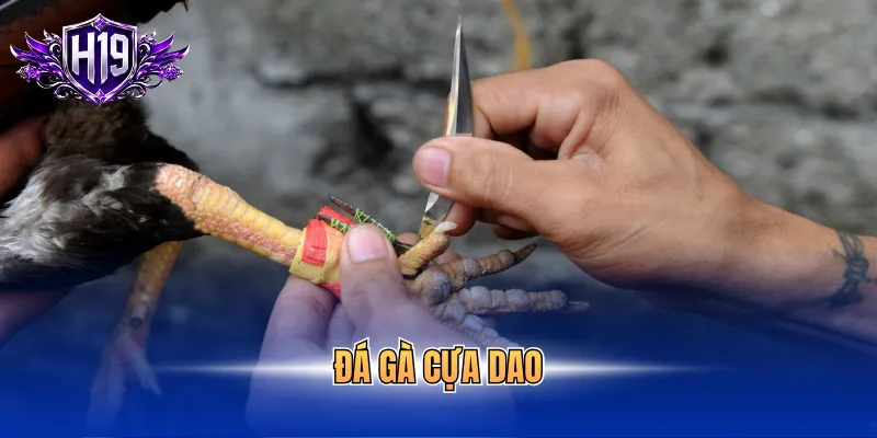 đá gà cựa dao