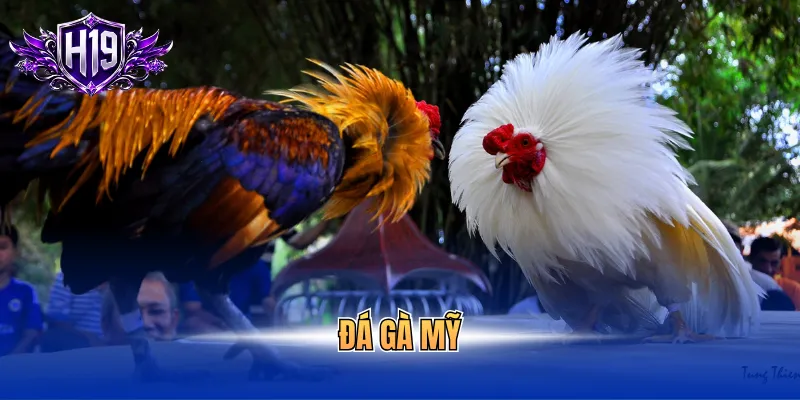 Đá gà Mỹ