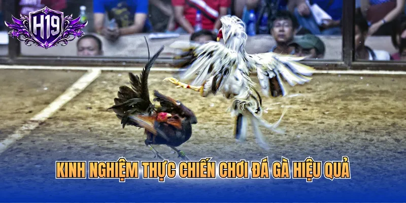 Kinh nghiệm thực chiến chơi đá gà hiệu quả